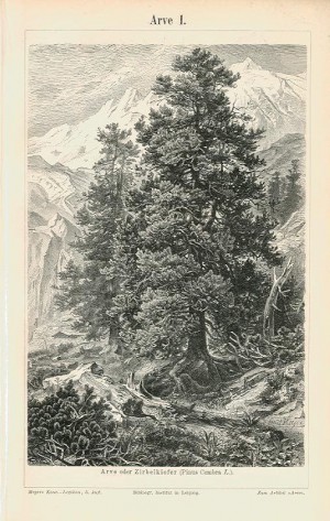 niederthai_blog_zirbe